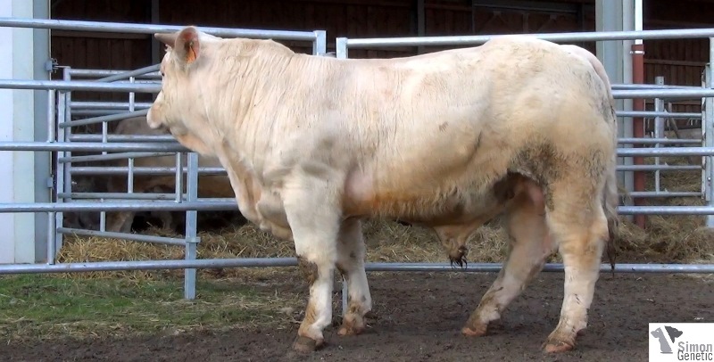 reproducteur charolais inscrit IGLOO