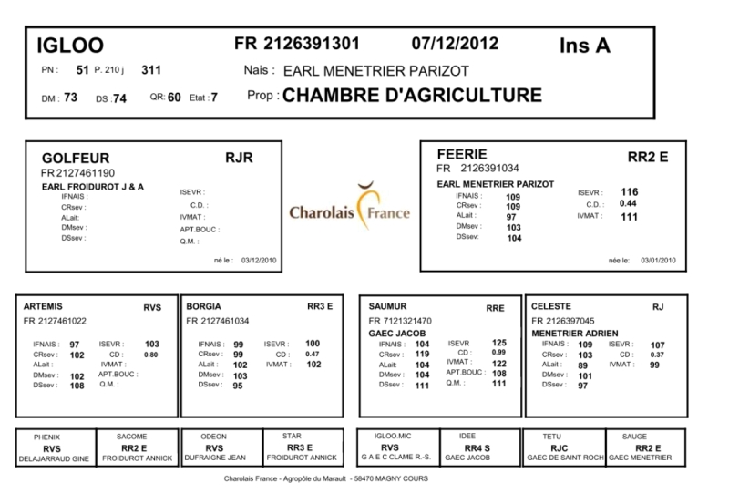 genealogie taureau charolais IGLOO