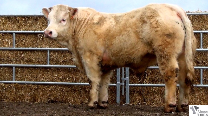 reproducteur charolais inscrit IDEAL