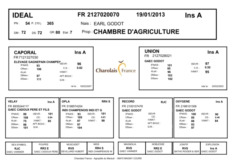 genealogie taureau charolais IDEAL