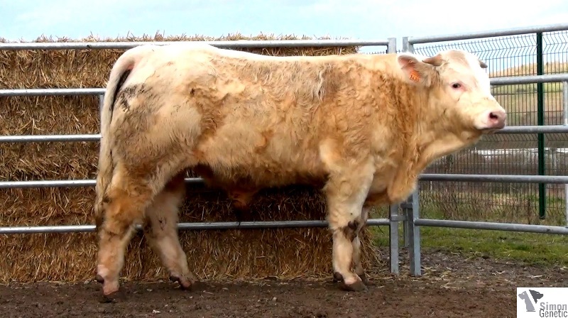 reproducteur charolais inscrit INVAINCU