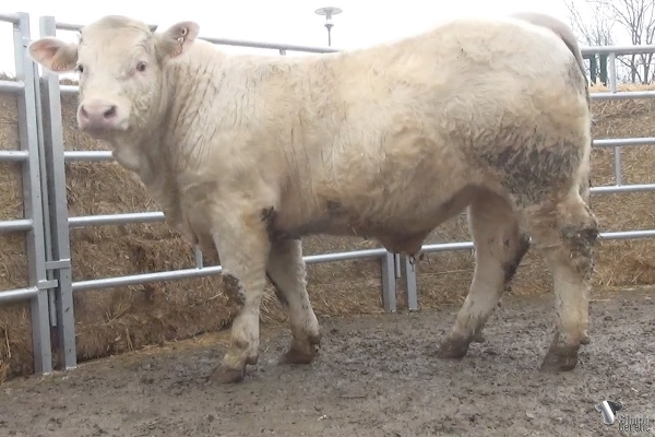 reproducteur charolais inscrit PESTOS