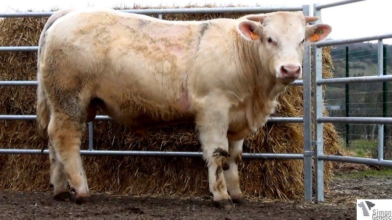 reproducteur charolais inscrit ISIDOR