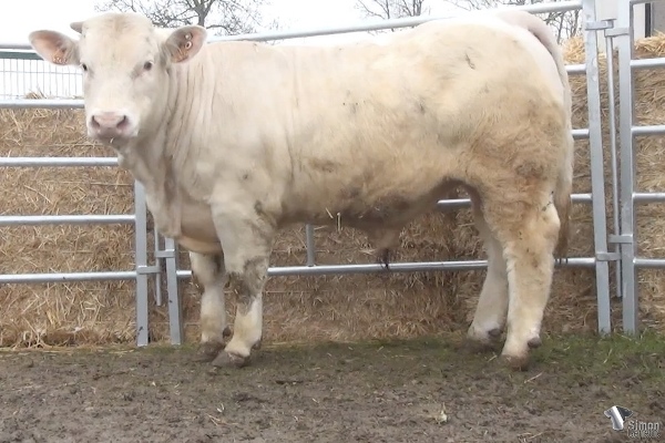 reproducteur charolais inscrit POTTER