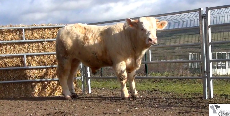reproducteur charolais inscrit HOLD UP
