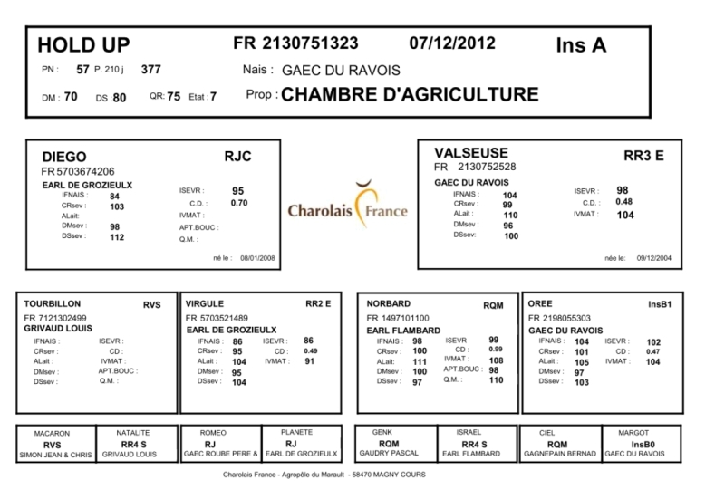 genealogie taureau charolais HOLD UP