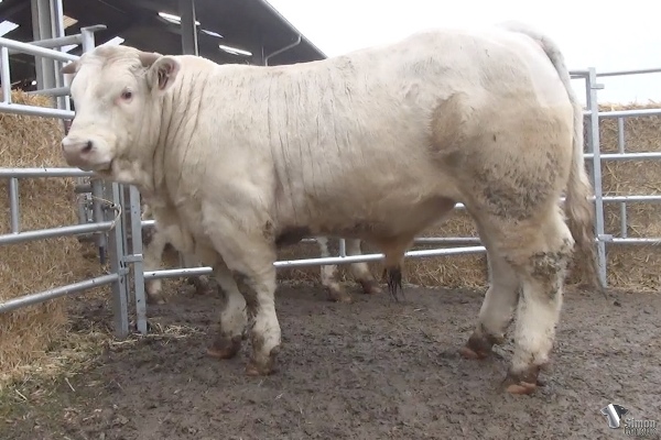 reproducteur charolais inscrit ROYAUME