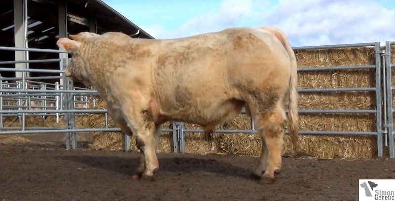 reproducteur charolais inscrit IGOR