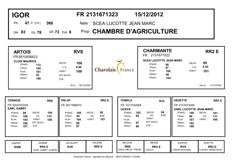 genealogie taureau charolais IGOR