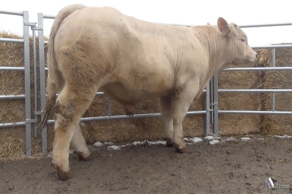 reproducteur charolais inscrit RAGOT