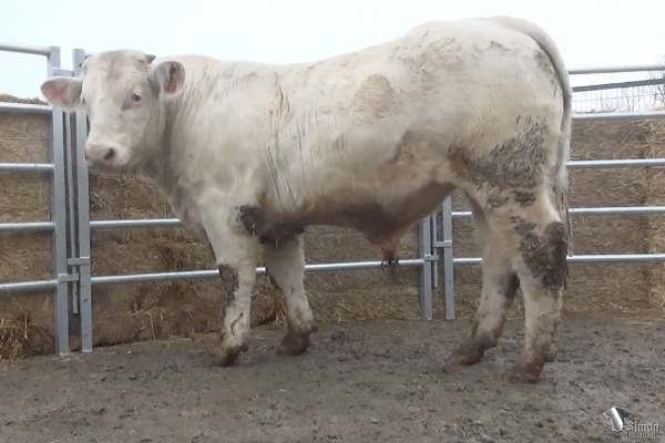 reproducteur charolais inscrit ROTHSCHILD