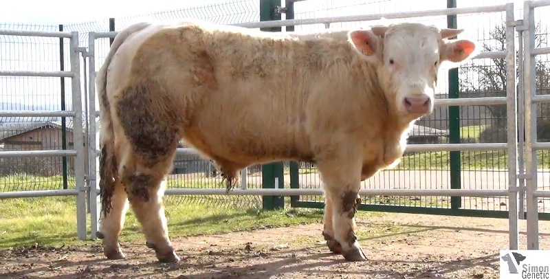 reproducteur charolais inscrit IMPERIAL