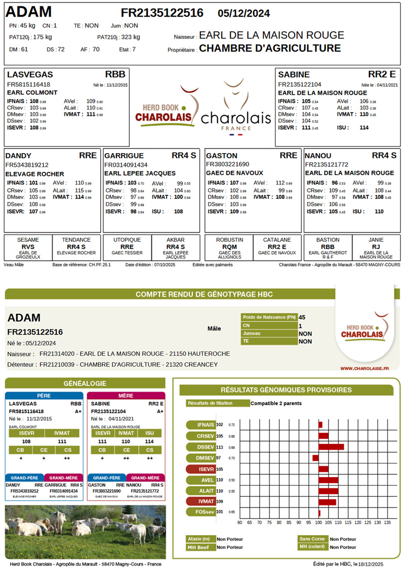 genealogie taureau charolais ADAM
