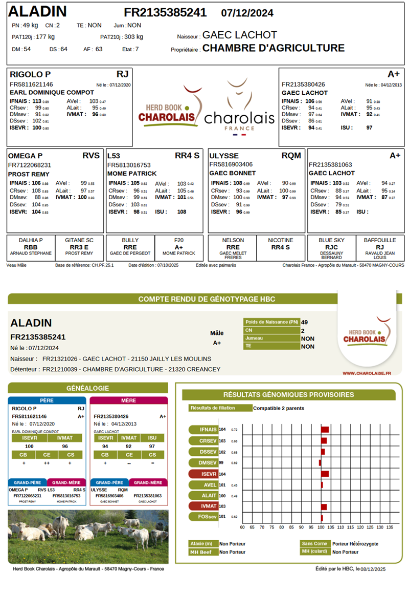 genealogie taureau charolais ALADIN