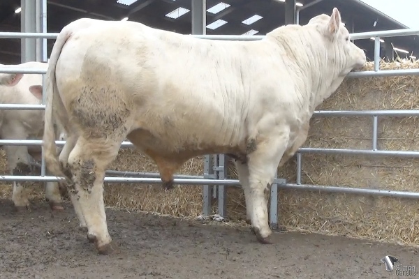 reproducteur charolais inscrit REDDY