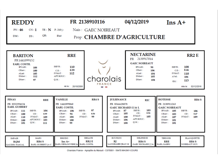 genealogie taureau charolais REDDY