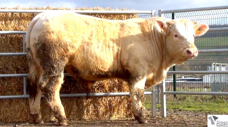 reproducteur charolais inscrit IAGO