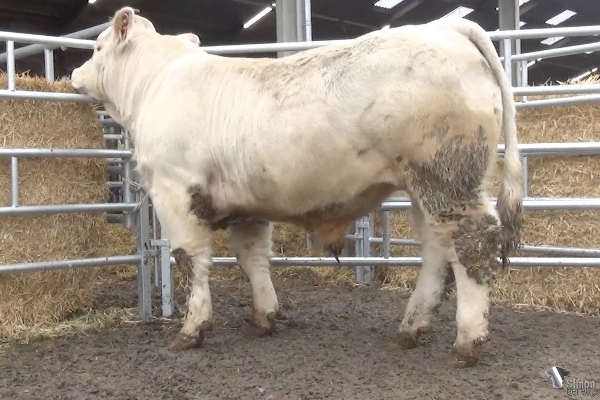 reproducteur charolais inscrit REBEL