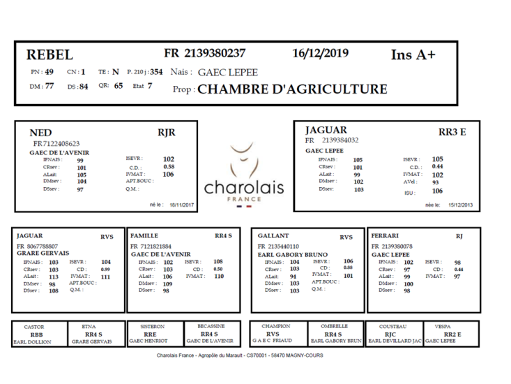 genealogie taureau charolais REBEL
