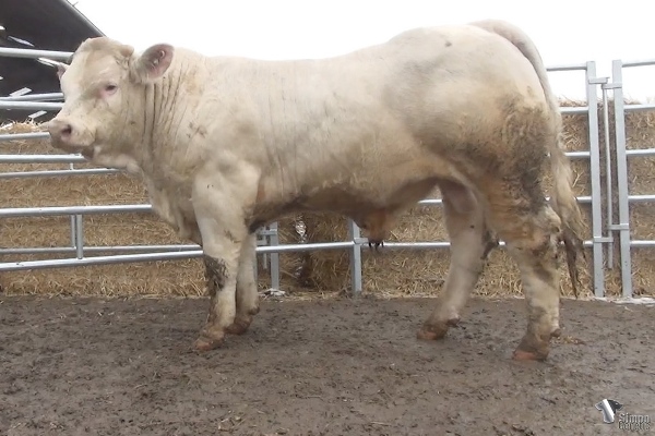 reproducteur charolais inscrit PARKER