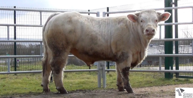 reproducteur charolais inscrit ICEBERG