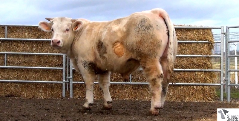 reproducteur charolais inscrit IMPRESARIO