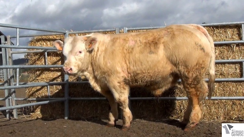 reproducteur charolais inscrit IDEALISTE