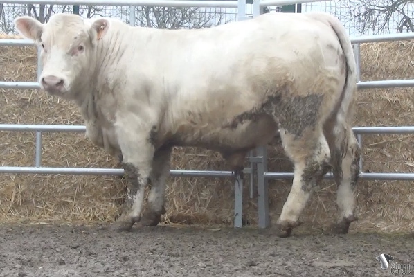 reproducteur charolais inscrit RAMEAU