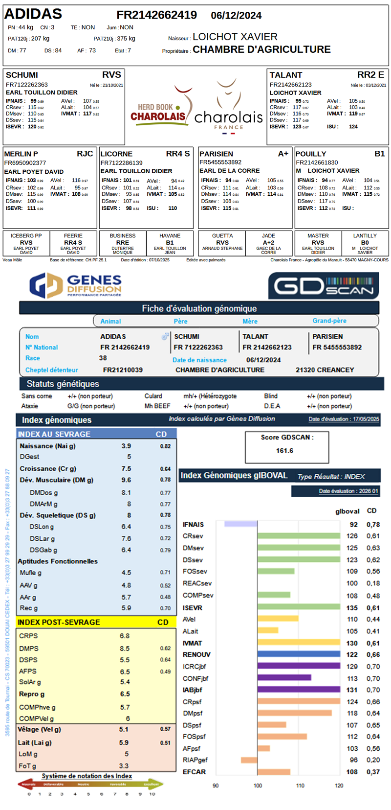 genealogie taureau charolais ADIDAS