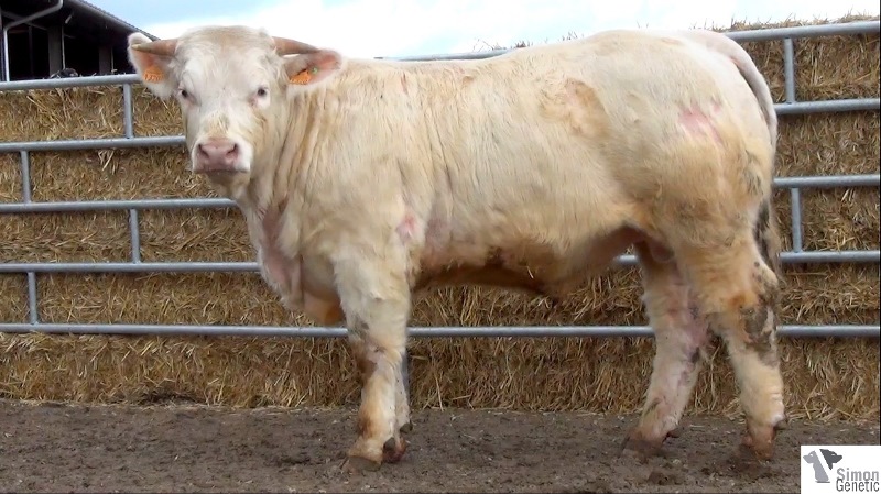 reproducteur charolais inscrit ICARE