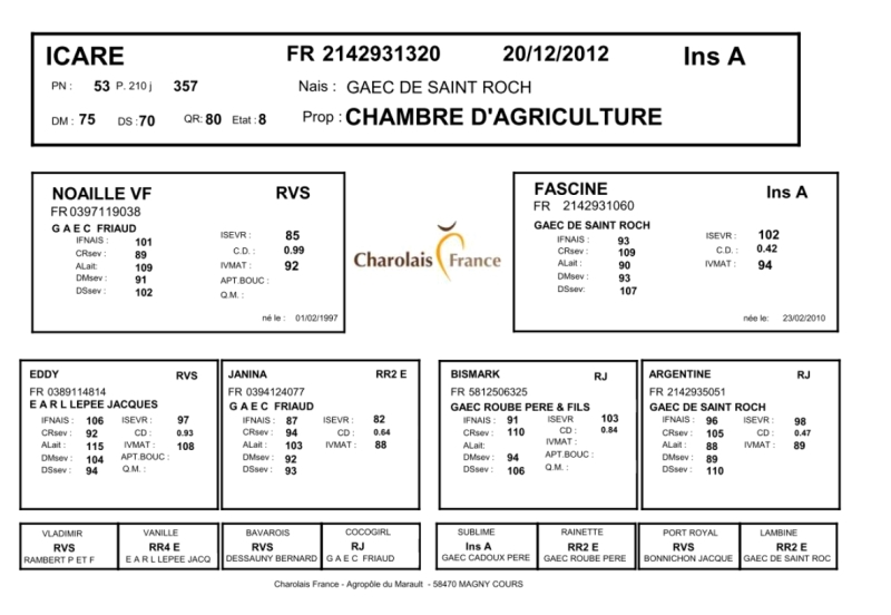 genealogie taureau charolais ICARE