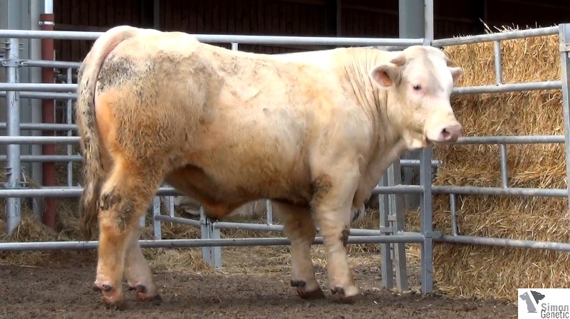 reproducteur charolais inscrit HEBREU