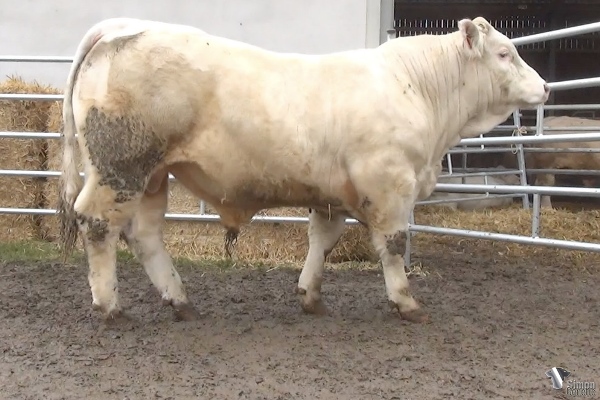 reproducteur charolais inscrit PIRLO