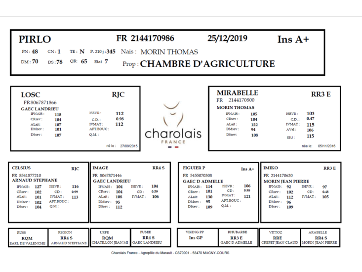 genealogie taureau charolais PIRLO