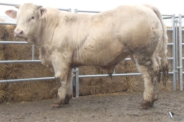 reproducteur charolais inscrit ROSSIGNOL