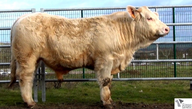 reproducteur charolais inscrit IMPECCABLE