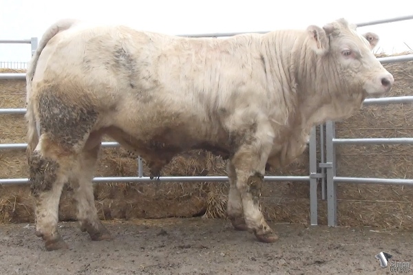 reproducteur charolais inscrit RABOT