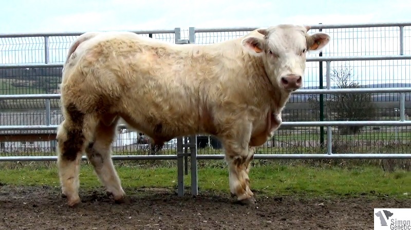 reproducteur charolais inscrit HERAUT