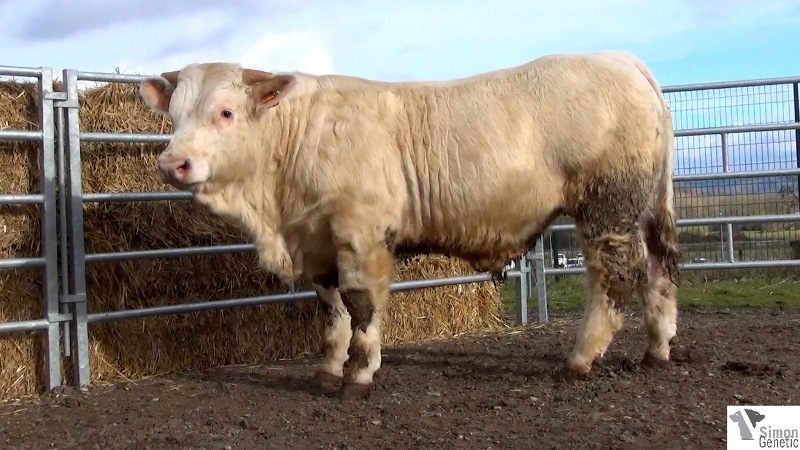 reproducteur charolais inscrit INDIEN