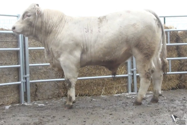 reproducteur charolais inscrit ROMEO