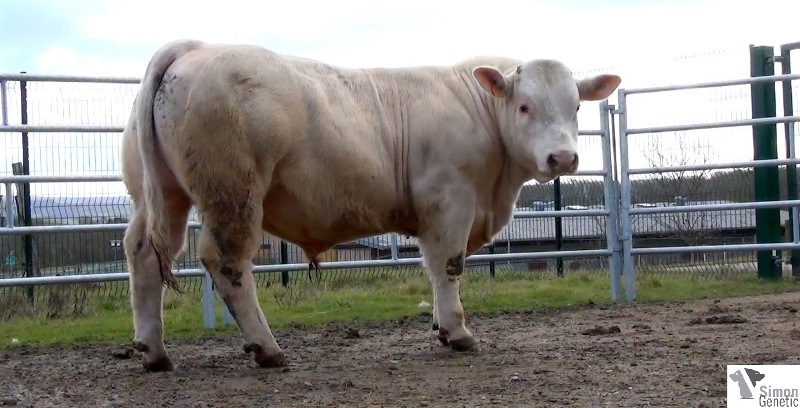 reproducteur charolais inscrit HEUREUX