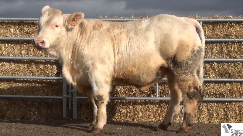 reproducteur charolais inscrit HONOLULU