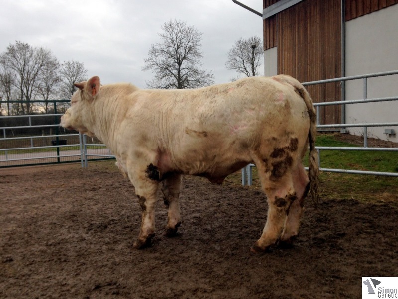 reproducteur charolais inscrit IGOR