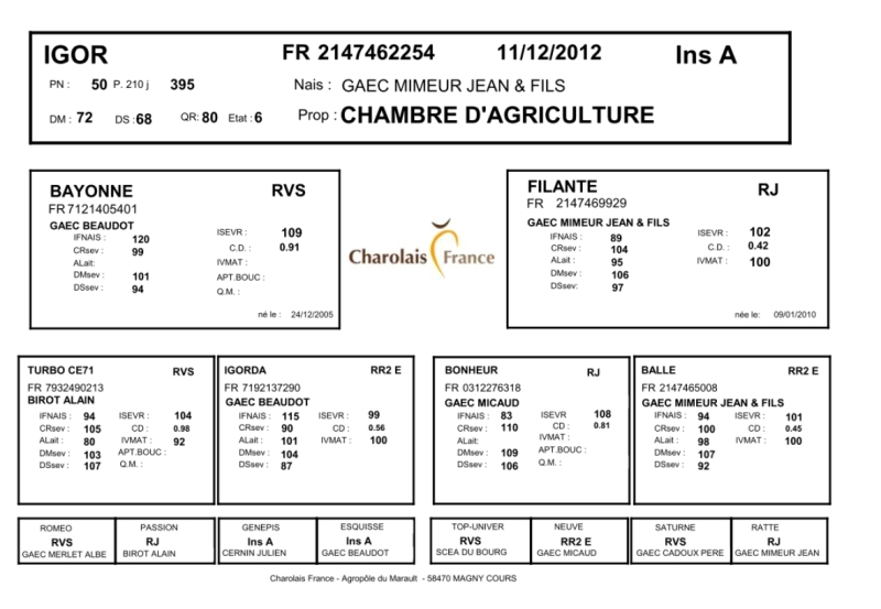 genealogie taureau charolais IGOR