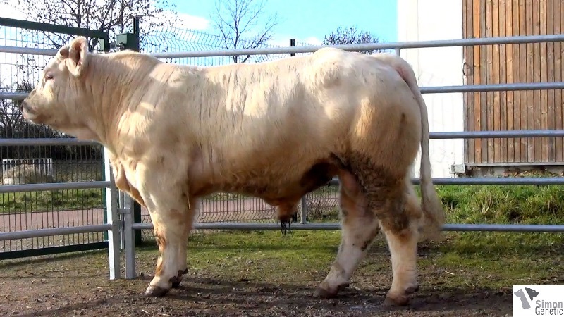 reproducteur charolais inscrit INFERNAL