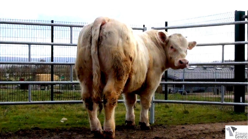 reproducteur charolais inscrit HUMAIN