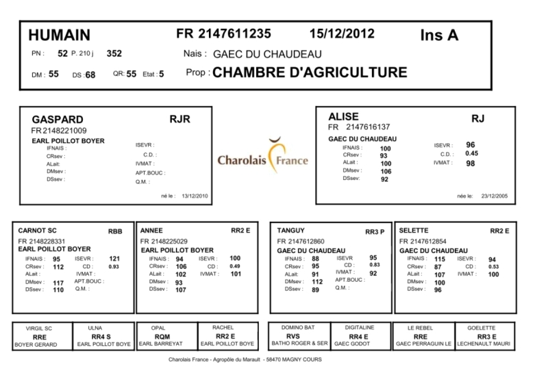 genealogie taureau charolais HUMAIN