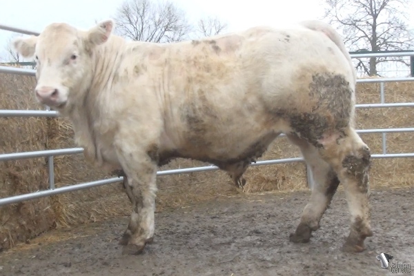 reproducteur charolais inscrit ROBINSON