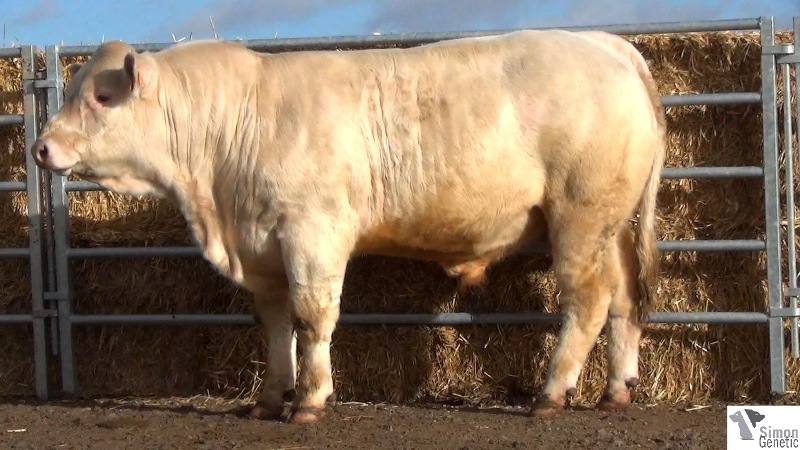reproducteur charolais inscrit ISHTAR