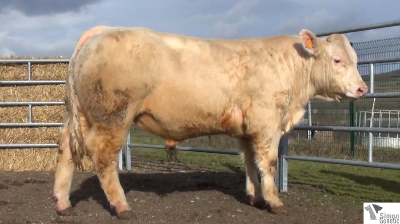 reproducteur charolais inscrit ISOLOIR